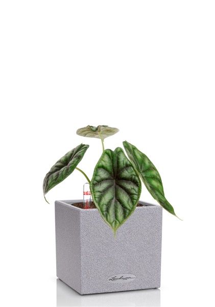 Алоказия Драгон Скейл 12/25 см в CANTO STONE 14