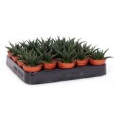 Хавортия Herbacea d5.5 см h10 см