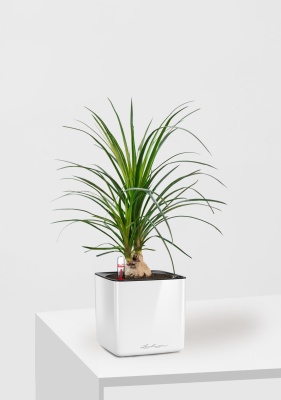 Нолина Спутник в CUBE Glossy 14, белый блестящий