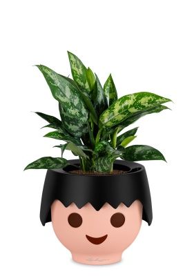 Аглаонема Мария в OJO, черный