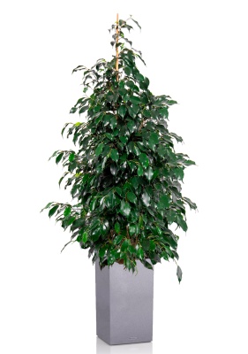 Фикус Бенджамина Даниэль 30/165 см в CANTO STONE HIGH 40 Фикус Бенджамина Даниэль 30/165 см в CANTO STONE HIGH 40