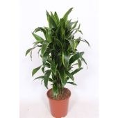 Драцена Артуро бранч d27 см h130 см