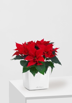 Пуансеттия 12/40 см в CUBE GLOSSY 16, белый блестящий Пуансеттия 12/40 см в CUBE GLOSSY 16, белый блестящий