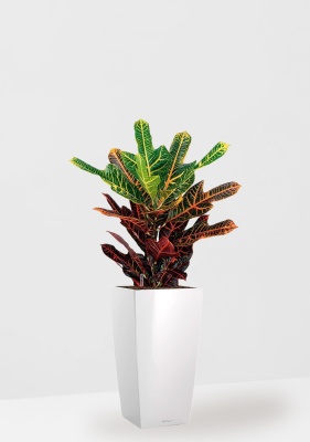 Кротон (Кодиеум) Экселент 17/50 см в CUBICO 22 Кротон (Кодиеум) Экселент 17/50 см в CUBICO 22