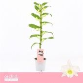 Дендробиум Nobileile Apollon d12 см h50 см