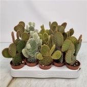 Опунция Microdasys Mix d5.5 см h15 см