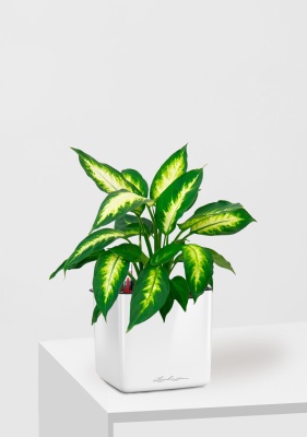 Диффенбахия Камилла 12/40 см в CUBE GLOSSY 16, белый блестящий