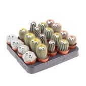 Кактусы с глазами d5.5 см h8 см тип 2