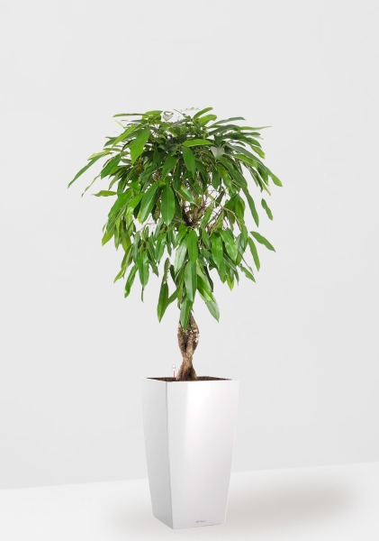 Фикус Амстел Кинг переплетенный 27/120 см в CUBICO 40