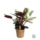 Калатея Марион "In Basket" d21 см h55 см Калатея Марион "In Basket" d21 см h55 см