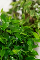 "Набор для дома" Фикусы в CUBE COLOR 14 "Набор для дома" Фикусы в CUBE COLOR 14