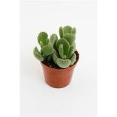 Котиледон суккулент d5.5 см h10 см Котиледон суккулент d5.5 см h10 см