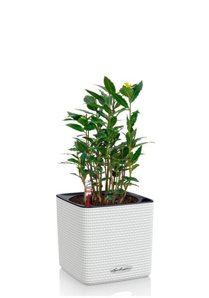 Лавр 14/40 см в CUBE COLOR 16 Лавр 14/40 см в CUBE COLOR 16