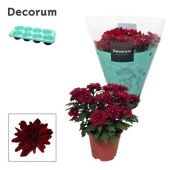 Хризантема Грандеза красная (decorum) d13 см h25 см