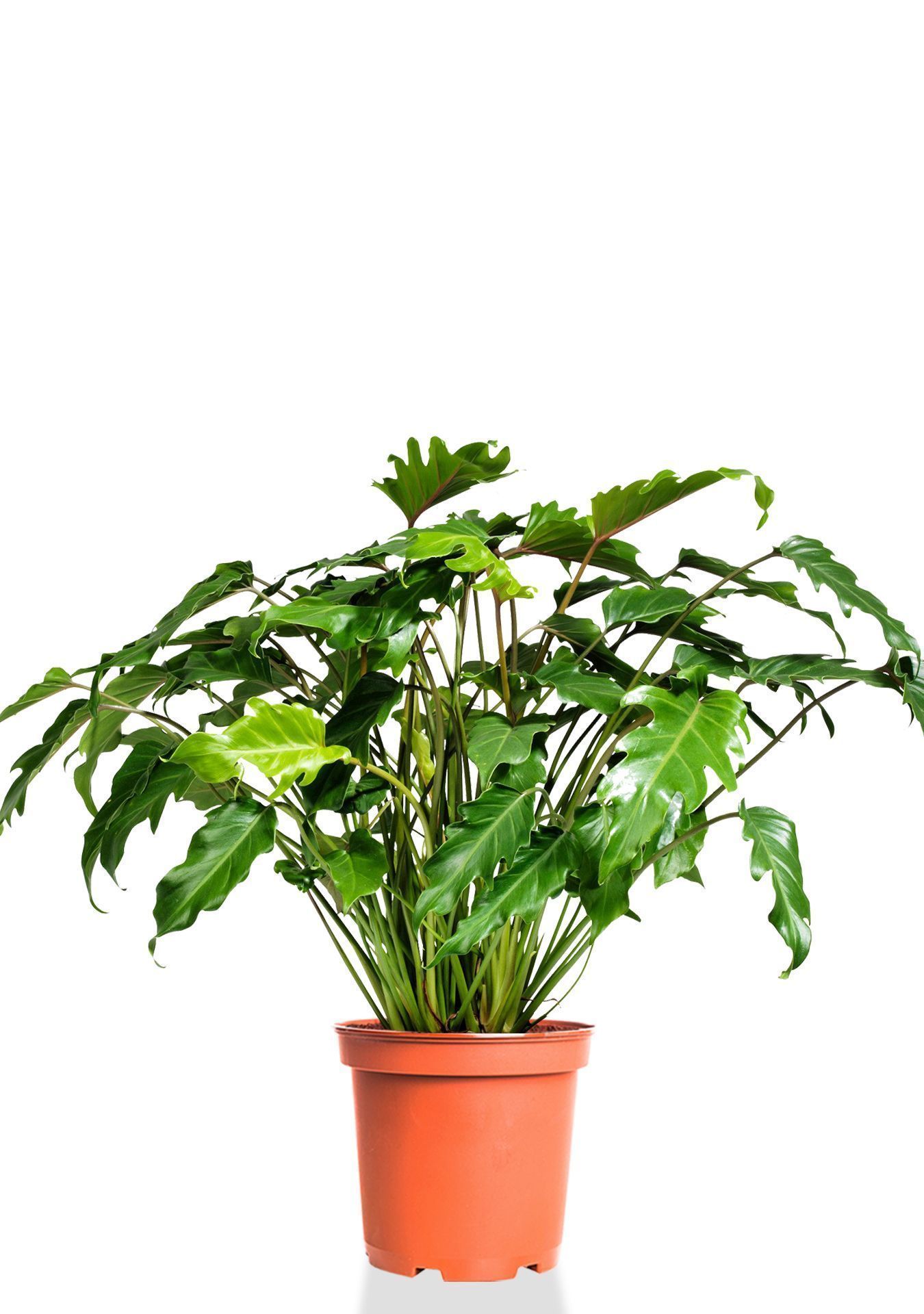 Филодендрон Ксанаду 27/70 см