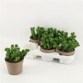 Крассула Снейк денежное дерево d12 см h20 см Крассула Снейк денежное дерево d12 см h20 см