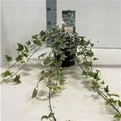 Хедера Хеликс плющ Little Diamond d17 см h50 см