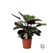 Калатея Медальон d21 см h65 см
