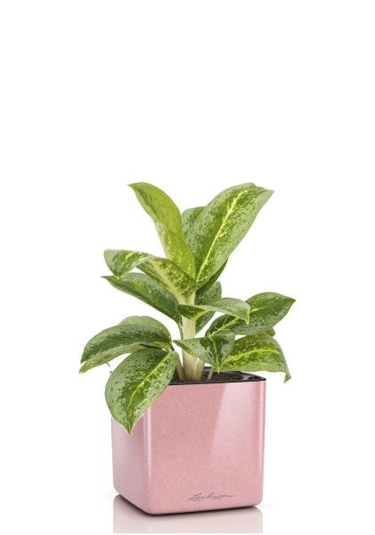 Аглаонема Лемон Минт в CUBE GLOSSY KISS 14