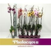 Фаленопсис 2 ствола Mix 14+ (phalaenova) d12 см h75 см Фаленопсис 2 ствола Mix 14+ (phalaenova) d12 см h75 см
