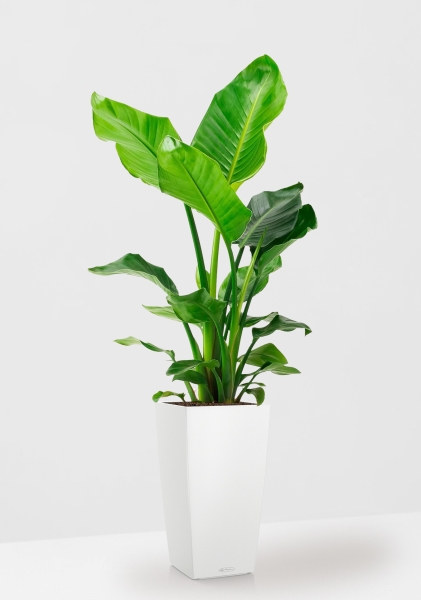 Стрелиция Николай 21/100 см в CUBICO COLOR 30