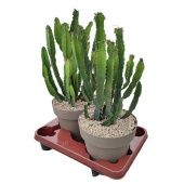 Эуфорбия трехгранный d20 см h45 см Эуфорбия трехгранный d20 см h45 см