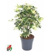 Шеффлера Тринити d24 см h80 см