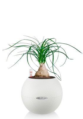 Нолина на стволе 12/35 в PURO 20, белый