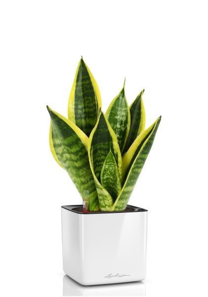 Сансевиерия Футура Суперба в CUBE GLOSSY 14 Сансевиерия Футура Суперба в CUBE GLOSSY 14