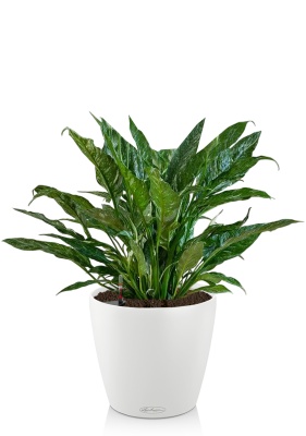 Спатифиллум Даймонд CLASSICO Color 21, белый