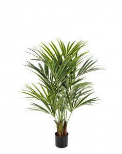 Пальма Кентия (Ховея) де Люкс