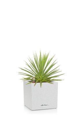 Агава Нана в CANTO STONE 14, песочный белый