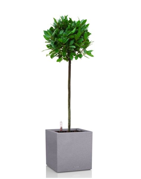 Лавр Нобилис 21/120 в CANTO STONE LOW 30