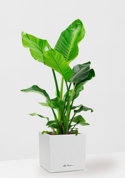 Стрелиция Николай 24/120 в CANTO Stone low 30 Стрелиция Николай 24/120 в CANTO Stone low 30