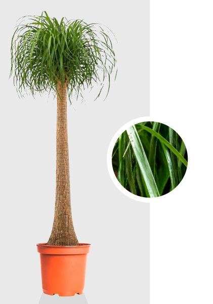 Нолина 1 ствол d30 см h135 см