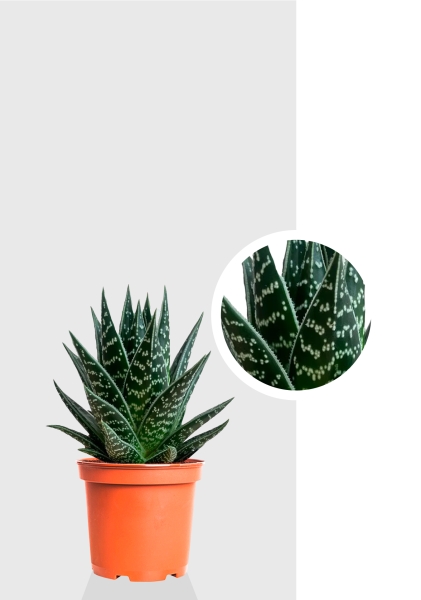 Алоэ Тики Таки 10/20 см