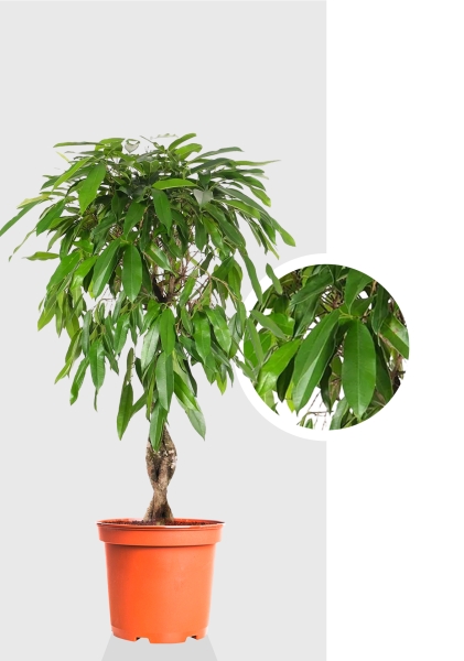 Фикус Амстел Кинг переплетенный 27/120 см