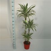 Драцена Вайт Страйп 3 ствола d24 см h140 см