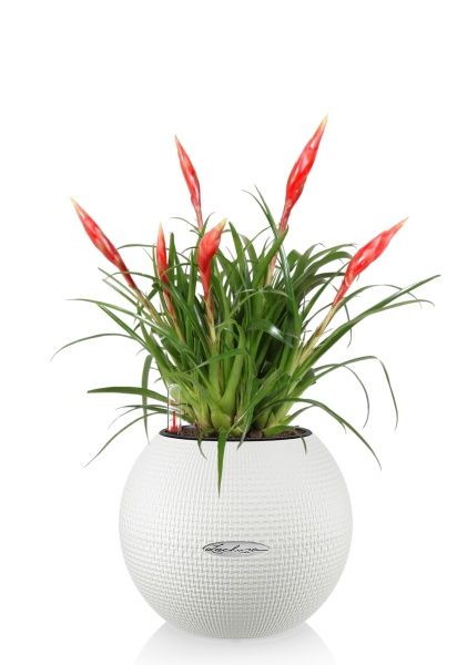 Вриезия Астрид в PURO 20