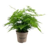 Аспарагус Сетацеус d15 см h45 см