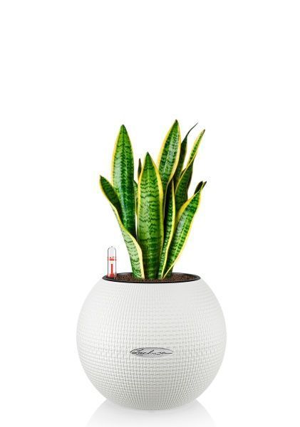 Сансевиерия Лауренти 12/40 см в PURO 20