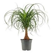 Нолина 1 ствол d17 см h50 см