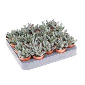 Адромискус Фестивус 5,5/8 см