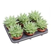 Эхеверия Миранда d12 см h15 см