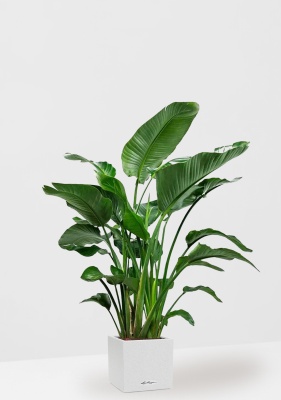 Стрелиция Николай 35/180 см в CANTO STONE LOW 40 Стрелиция Николай 35/180 см в CANTO STONE LOW 40