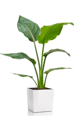 Стрелиция Регина 24/100 см в CUBE 30, белый блестящий