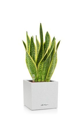 Сансевиерия в CANTO Stone 14, Песочный белый 