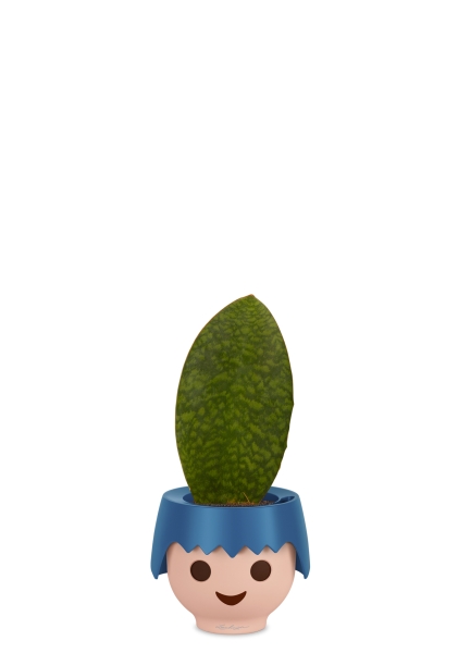 Сансевиерия Масониана Виктория 12/40 см в OJO