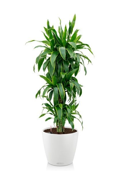 Драцена Артуро бранч 24/120 см в CLASSICO COLOR 35 Драцена Артуро бранч 24/120 см в CLASSICO COLOR 35