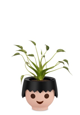 Алоказия Тину Дансер 12 см в OJO